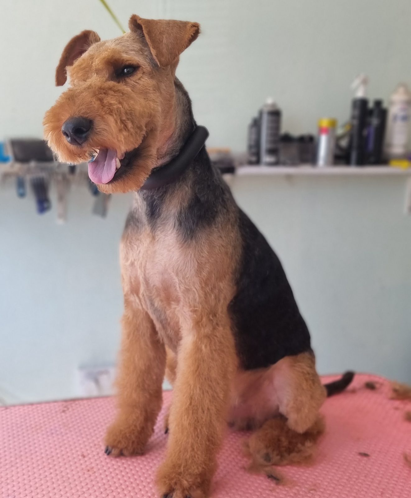 A Welsh terrier after a groom, sitting on the pink grooming table