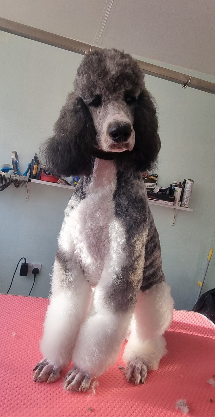 A parti-colour poodle in a show trim on the pink grooming table