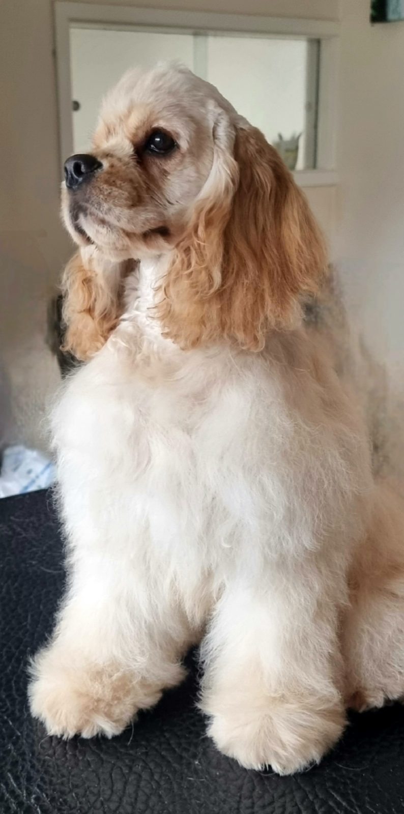 An American cocker spaniel after a full groom