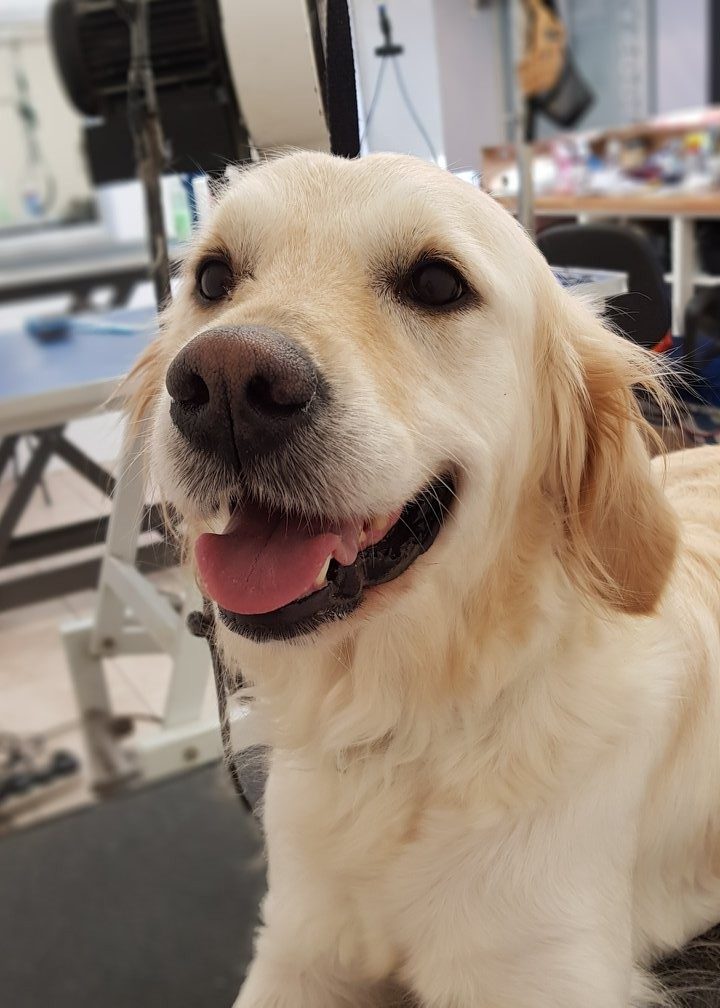 A smiling golden retriever in the salon