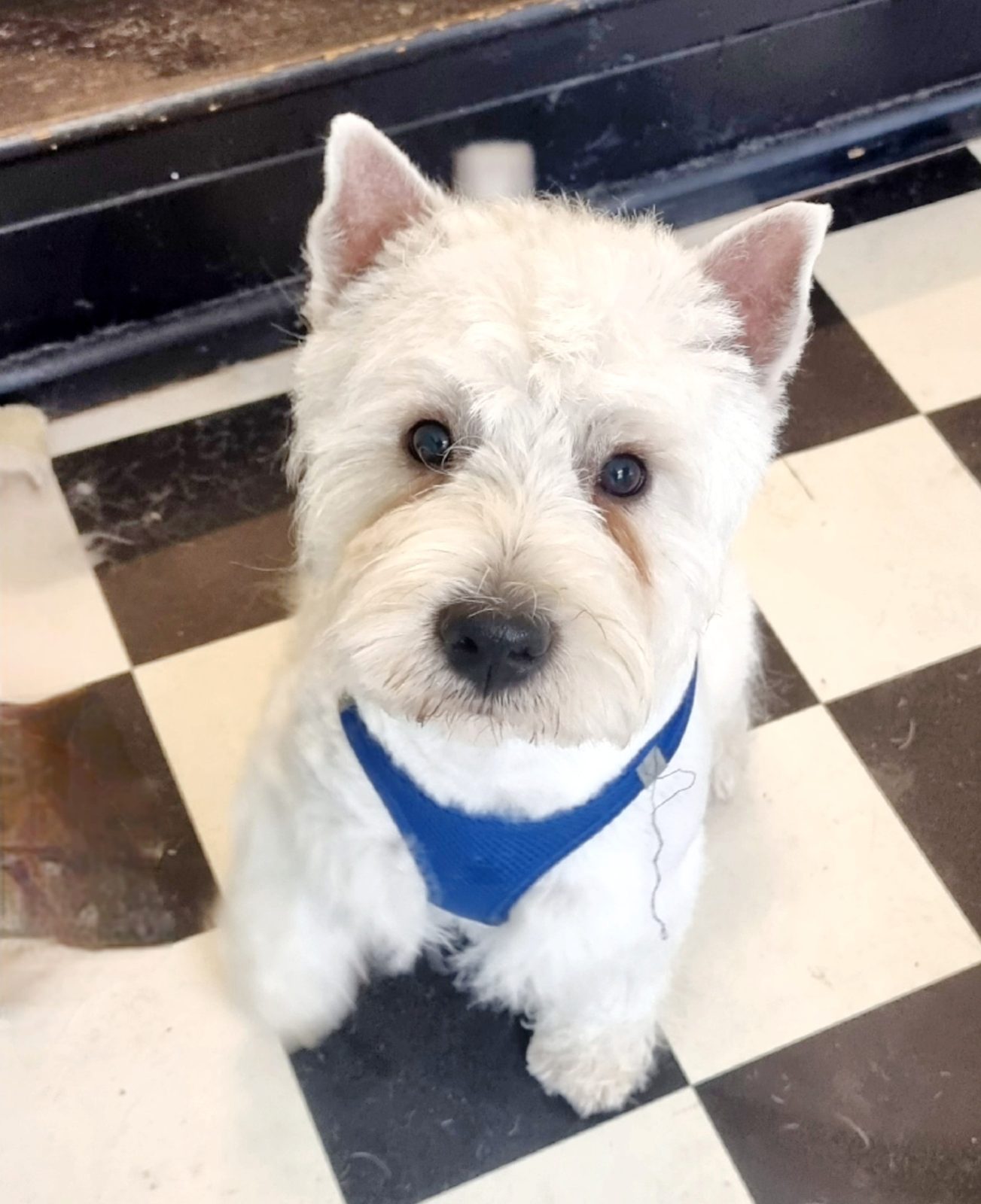 A freshly groomed Westie in a blue harness