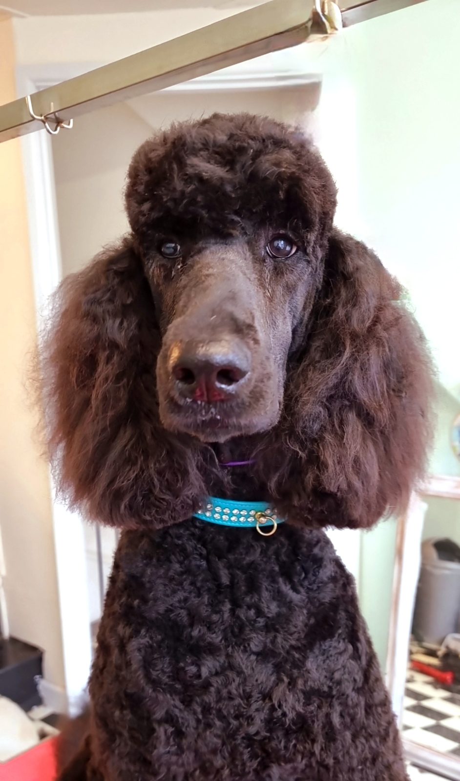 A chocolate standard poodle after grooming