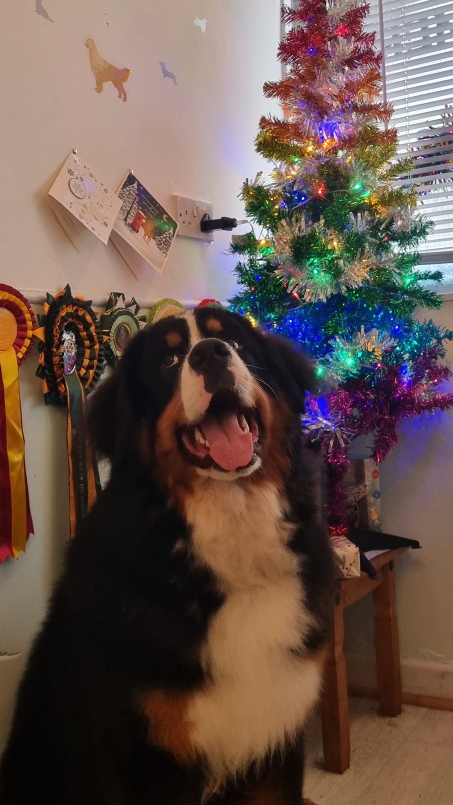 A Bernese mountain dog by the salon Christmas tree