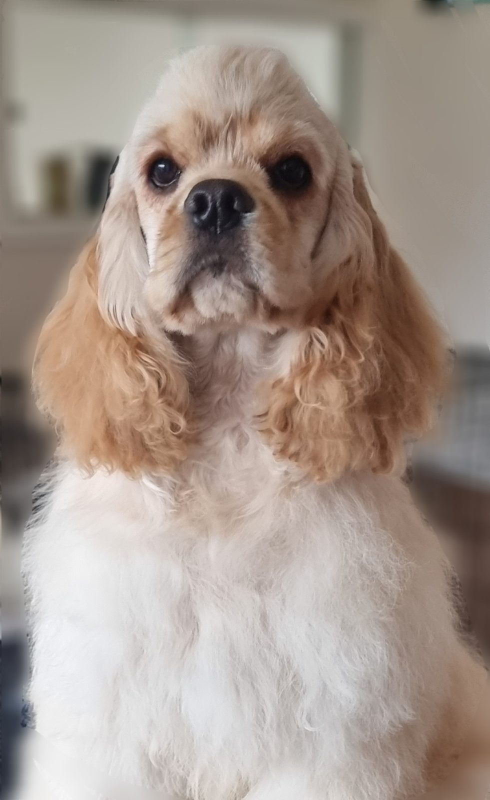 An American cocker spaniel, face on
